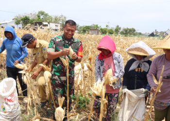 Bersama Warga Desa Pagung, Dandim 0809/Kediri Panen Jagung Di Lokasi TMMD ke-122