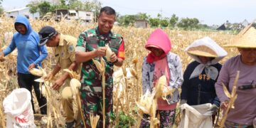 Bersama Warga Desa Pagung, Dandim 0809/Kediri Panen Jagung Di Lokasi TMMD ke-122