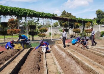 Warga Binaan Lapas Kediri Berdayakan Diri Lewat Program Ketahanan Pangan dan Pertanian di SAE Lakuli