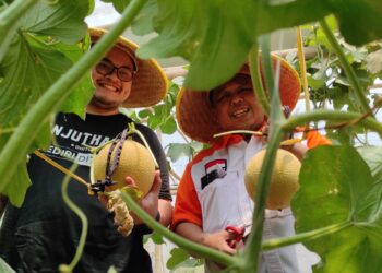 Petik Melon di Greenhouse Kandat, Bukti Mas Dhito Komitmen Pada Petani