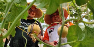 Petik Melon di Greenhouse Kandat, Bukti Mas Dhito Komitmen Pada Petani