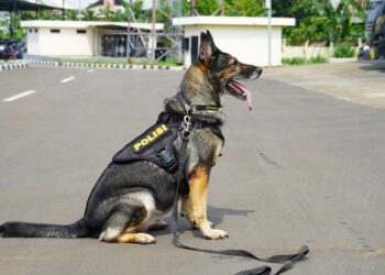 Mengenal 5 Anabul Andalan Pengungkap Kejahatan, dari Kasus Narkoba Hingga Lacak DPO