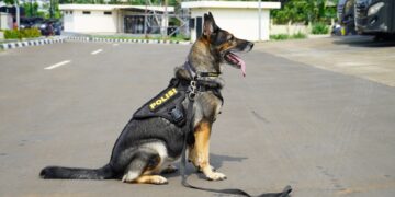 Mengenal 5 Anabul Andalan Pengungkap Kejahatan, dari Kasus Narkoba Hingga Lacak DPO