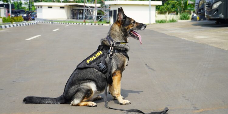 Mengenal 5 Anabul Andalan Pengungkap Kejahatan, dari Kasus Narkoba Hingga Lacak DPO