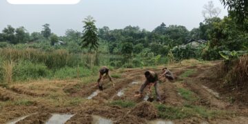 Dukung Ketahanan Pangan Brimob Polri Siapkan 5 Hektar Lahan