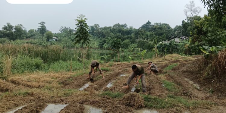 Dukung Ketahanan Pangan Brimob Polri Siapkan 5 Hektar Lahan