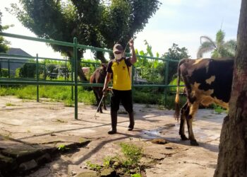 Cegah Wabah PMK, Pemkot Kediri Giat Lakukan Penyemprotan Disinfektan di Pasar Hewan