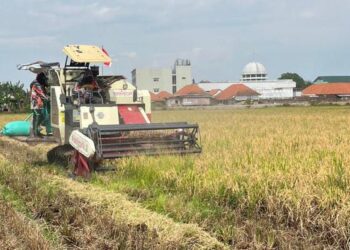 Memasuki Panen 2026, Bulog Kediri Siap Serap Gabah Petani Dengan Harga Sesua HPP