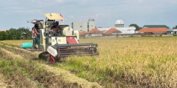 Memasuki Panen 2026, Bulog Kediri Siap Serap Gabah Petani Dengan Harga Sesua HPP