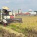 Memasuki Panen 2026, Bulog Kediri Siap Serap Gabah Petani Dengan Harga Sesua HPP