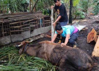 Tim Damkar Kabupaten Kediri Evakuasi Sapi Yang Terperosok ke Lubang Pembuangan