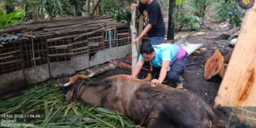 Tim Damkar Kabupaten Kediri Evakuasi Sapi Yang Terperosok ke Lubang Pembuangan